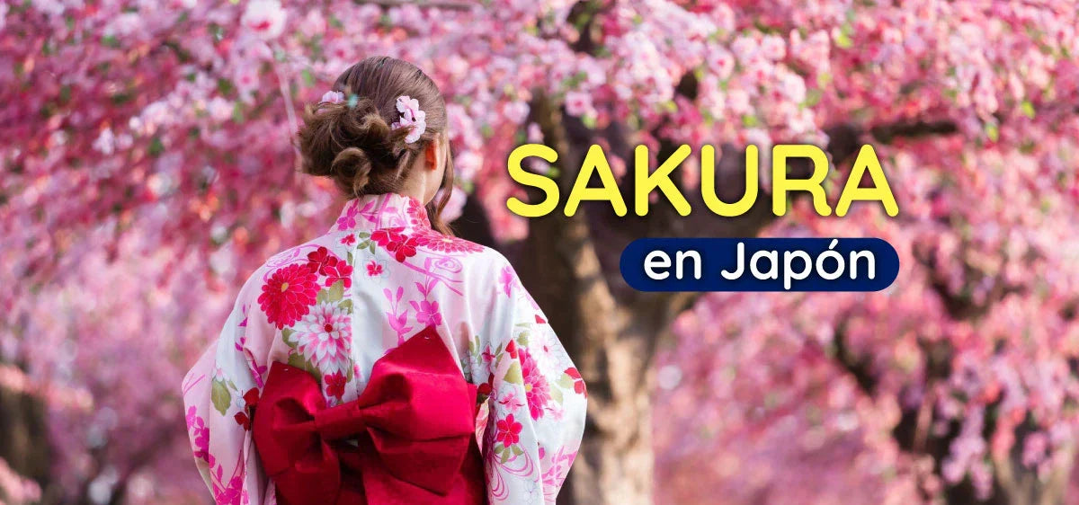 Sakura en Japón: Guía Completa para Ver los Cerezos en Flor