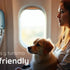 Pet-friendly destinations and tourism: traveling with your pet without complications 