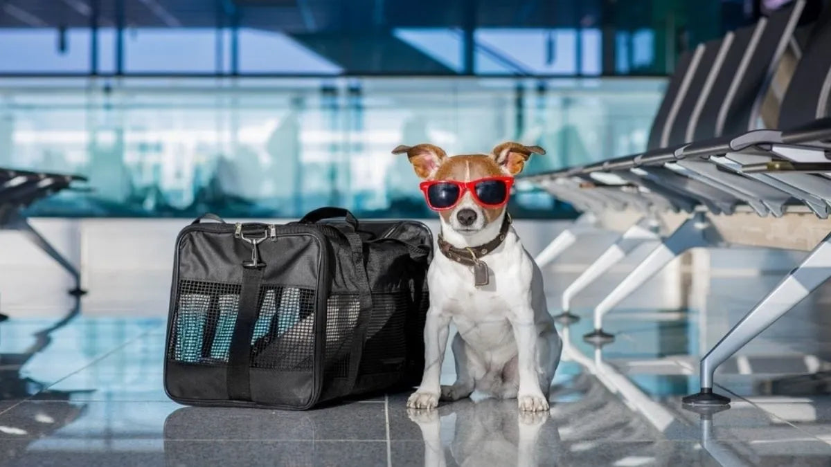 Vuelos pet friendly: requisitos y consejos para viajar con tu mascota